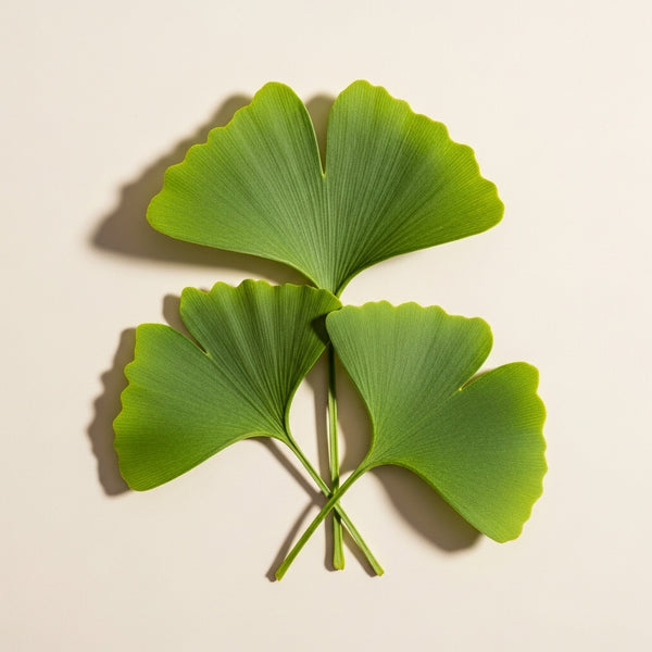 Ginkgo biloba